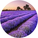 P CROWE profile picture